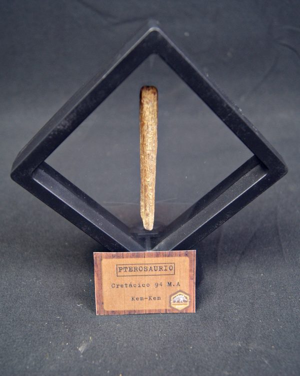 Hueso fósil alar de pterosaurio