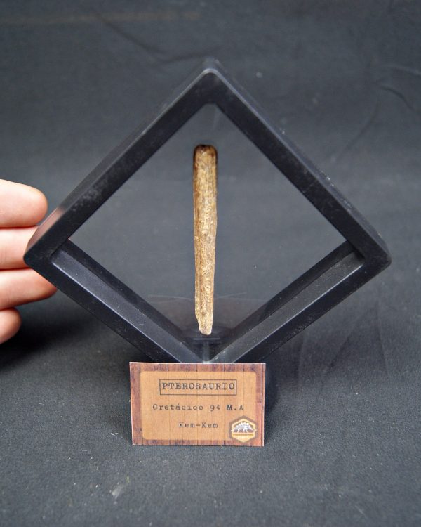 Hueso fósil alar de pterosaurio