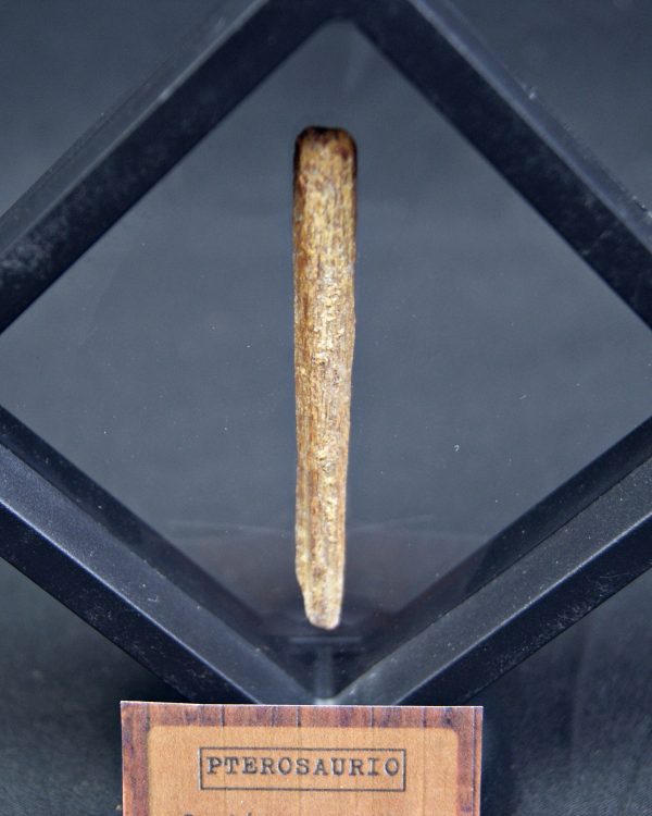 Hueso fósil alar de pterosaurio