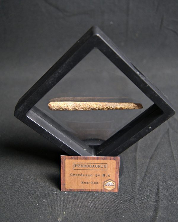 Hueso fósil alar de pterosaurio