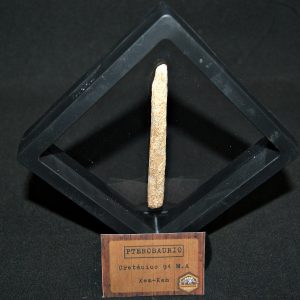 Hueso fósil alar de pterosaurio