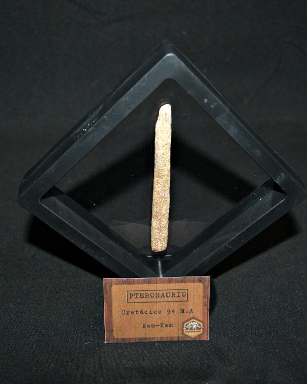 Hueso fósil alar de pterosaurio