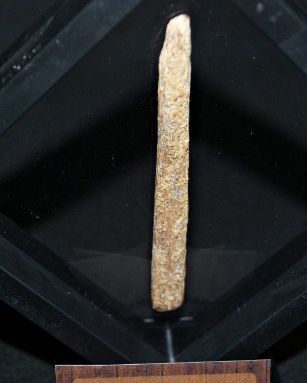 Hueso fósil alar de pterosaurio