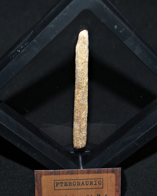 Hueso fósil alar de pterosaurio