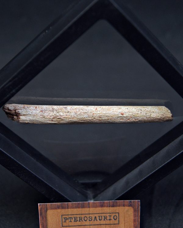 Hueso fósil de pterosaurio