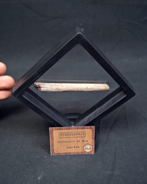 Hueso fósil de pterosaurio