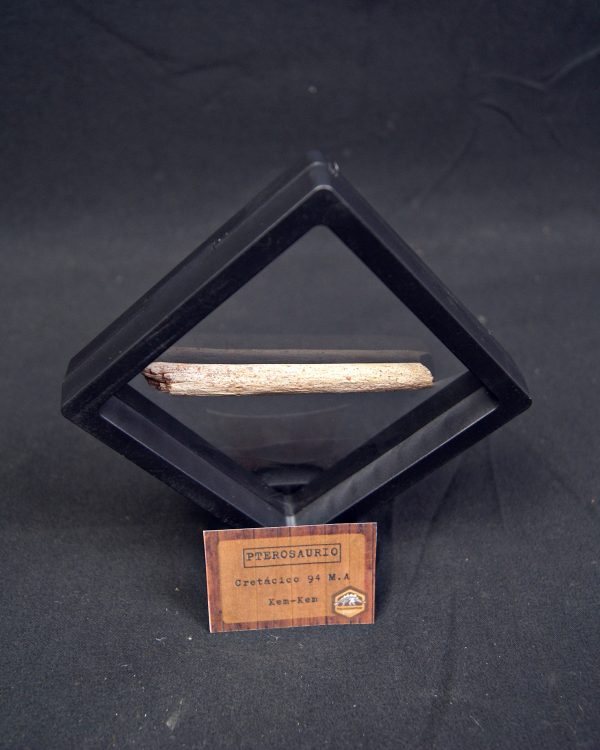 Hueso fósil de pterosaurio