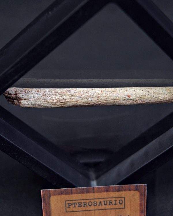 Hueso fósil de pterosaurio