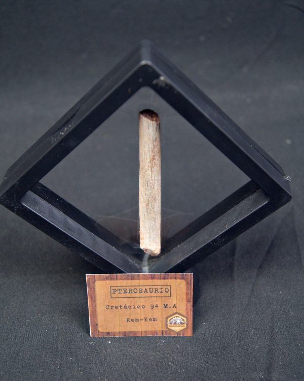 Hueso fósil de pterosaurio