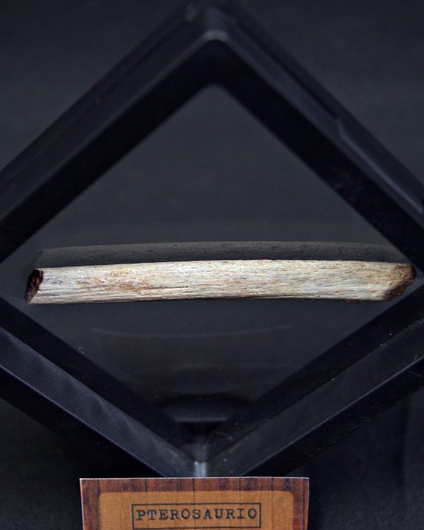 Hueso fósil de pterosaurio