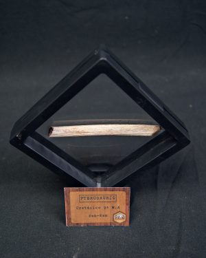 Hueso fósil de pterosaurio