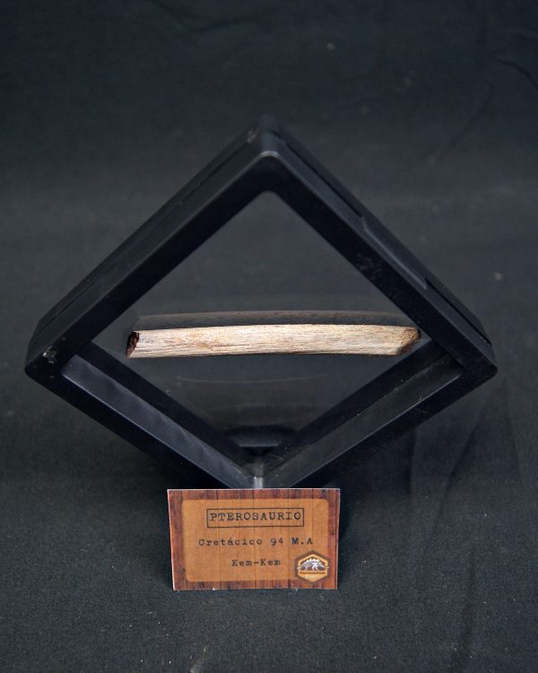 Hueso fósil de pterosaurio