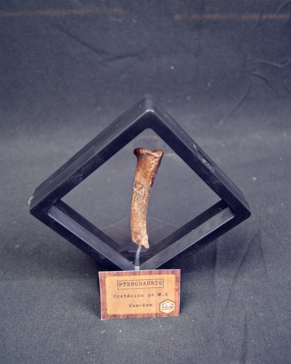 Hueso fósil de pterosaurio