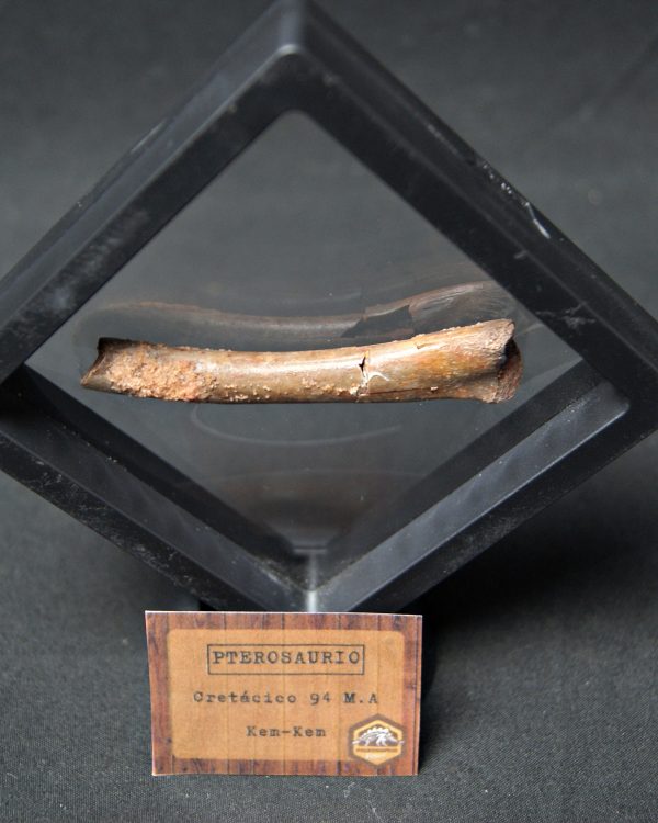 Hueso fósil de pterosaurio