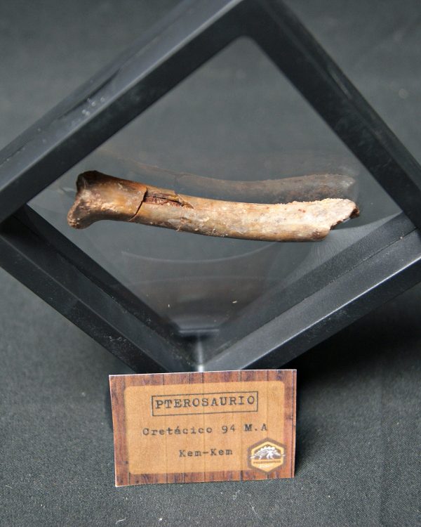 Hueso fósil de pterosaurio