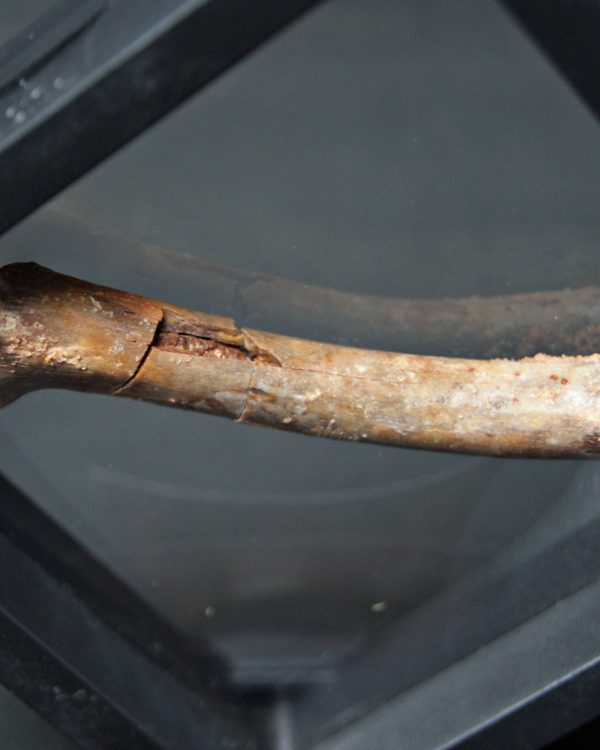 Hueso fósil de pterosaurio