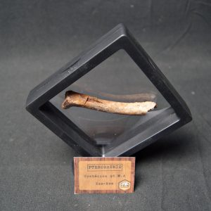 Hueso fósil de pterosaurio