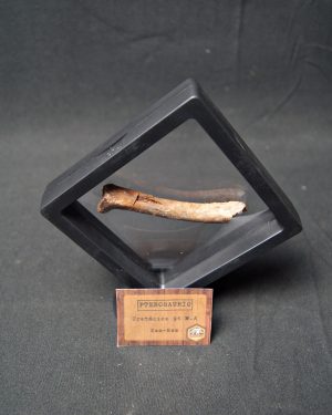 Hueso fósil de pterosaurio