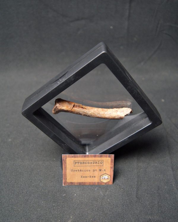 Hueso fósil de pterosaurio