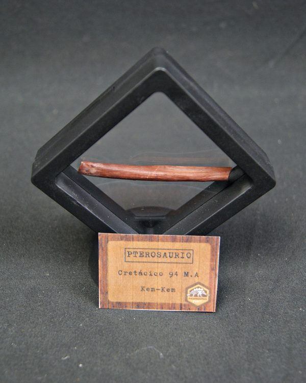 Hueso fino y hueco de pterosaurio