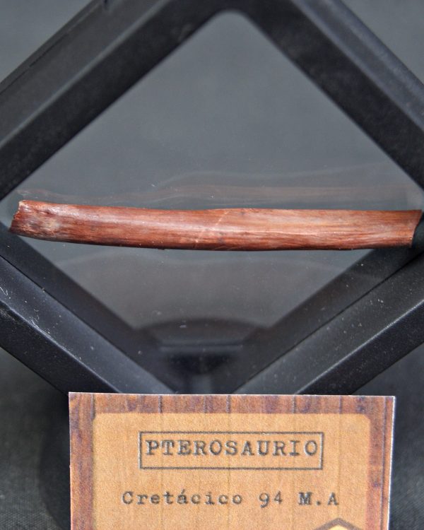 Hueso fino y hueco de pterosaurio