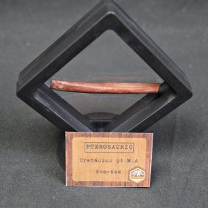 Hueso fino y hueco de pterosaurio