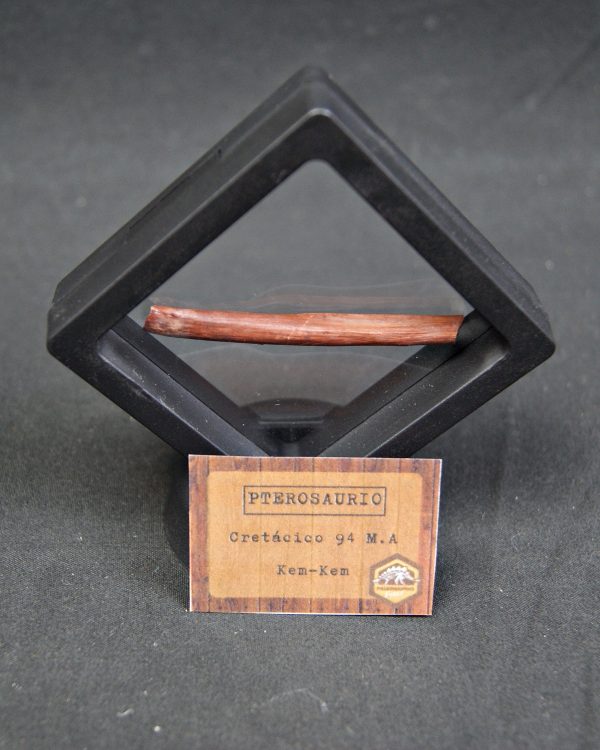 Hueso fino y hueco de pterosaurio