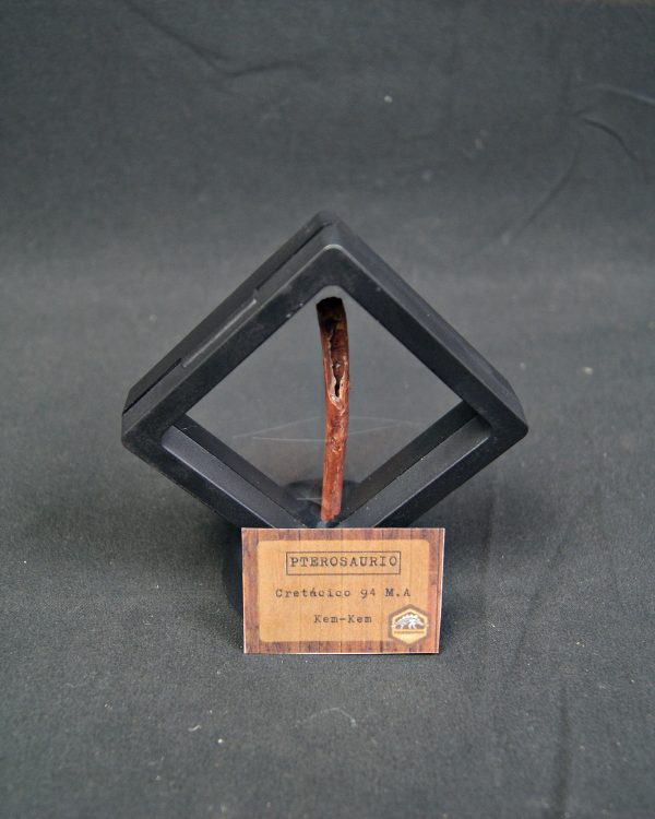 Hueso fino y hueco de pterosaurio