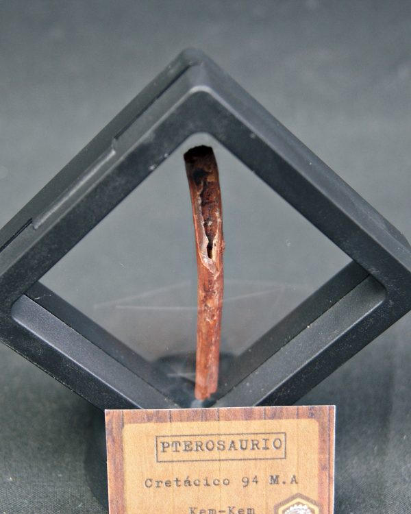 Hueso fino y hueco de pterosaurio