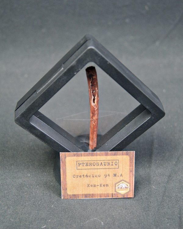 Hueso fino y hueco de pterosaurio