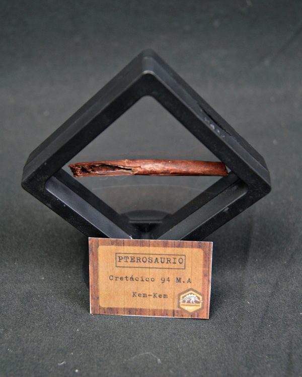 Hueso fino y hueco de pterosaurio