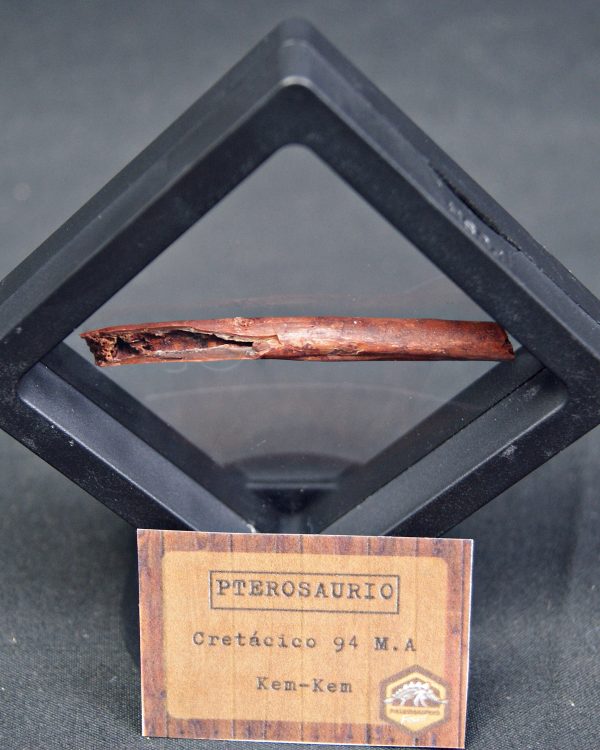 Hueso fino y hueco de pterosaurio