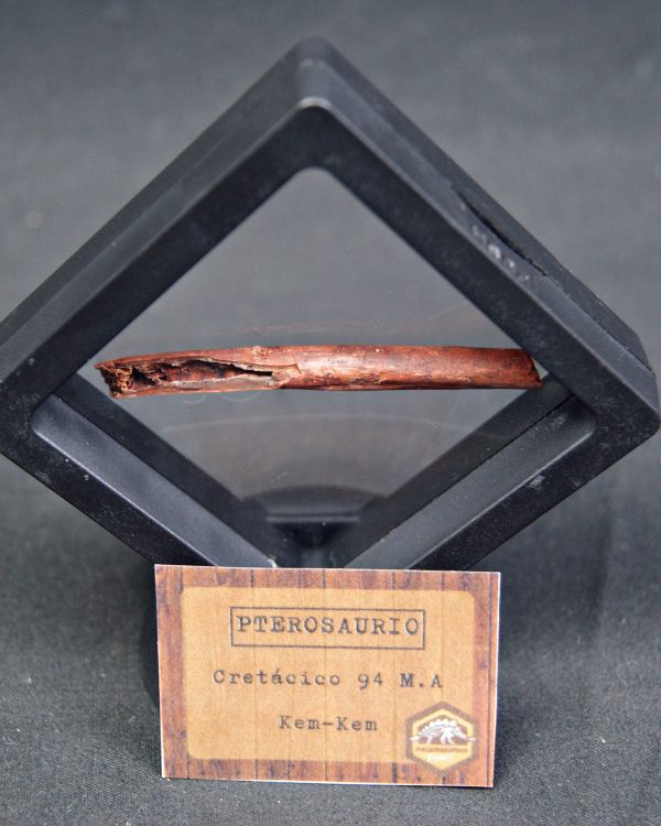 Hueso fino y hueco de pterosaurio