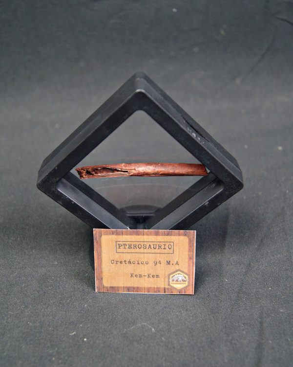 Hueso fino y hueco de pterosaurio