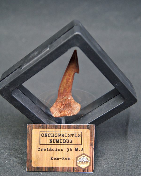 Onchopristis numidus