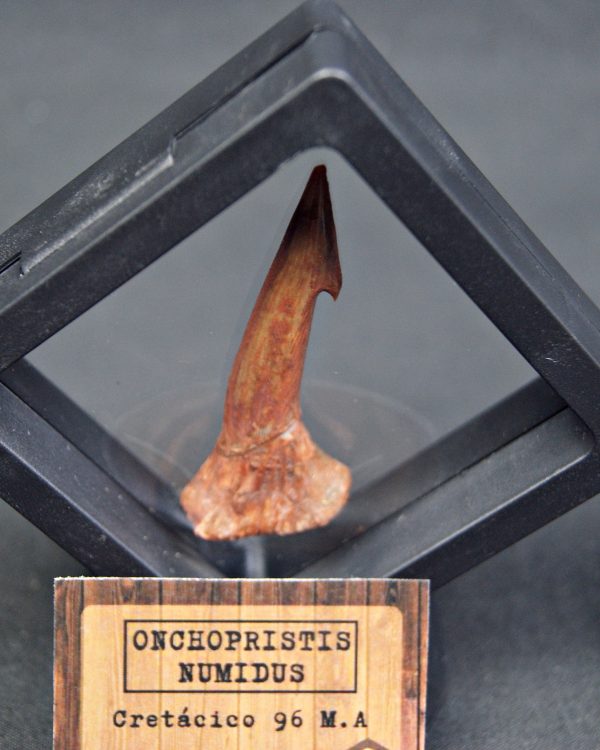 Onchopristis numidus