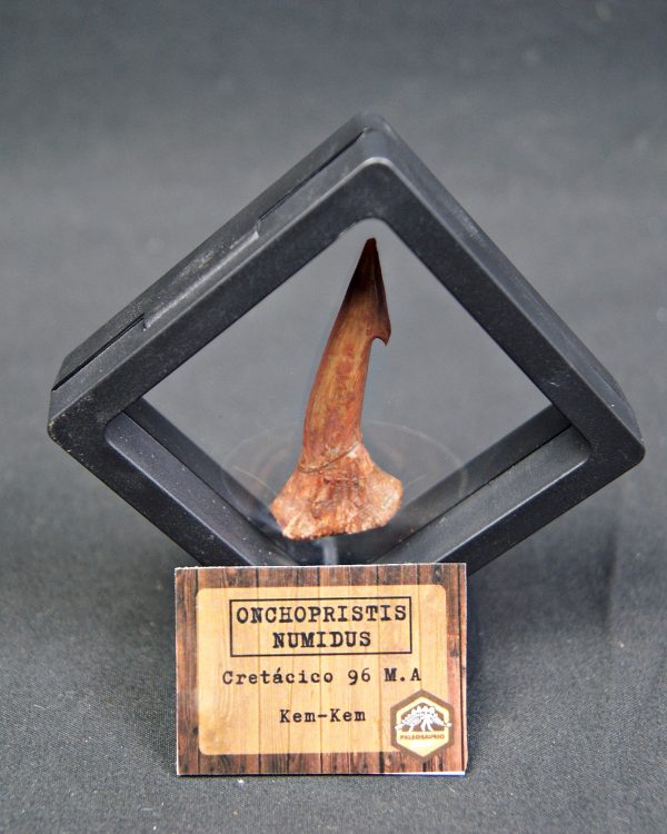 Onchopristis numidus