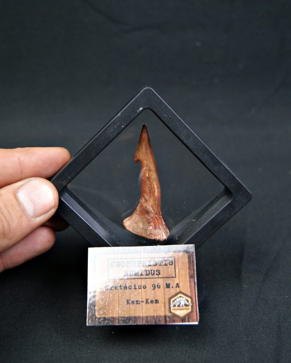 Onchopristis numidus