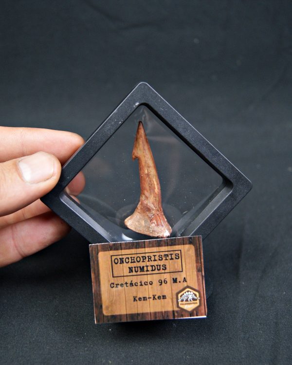 Onchopristis numidus