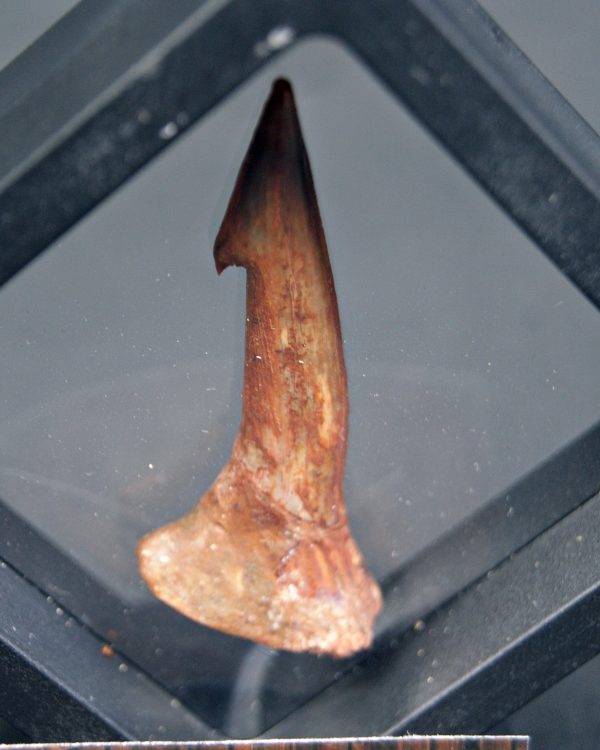 Onchopristis numidus