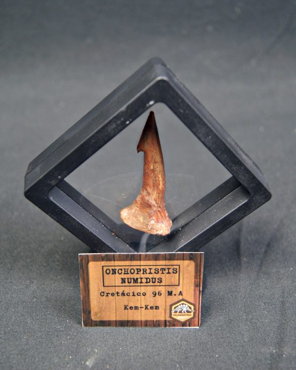 Onchopristis numidus