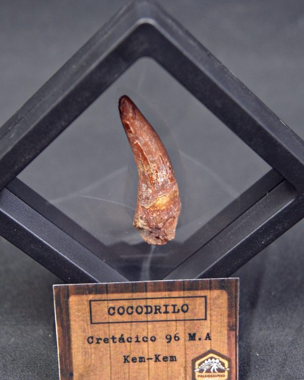 Cocodrilo – Valle de Kem Kem