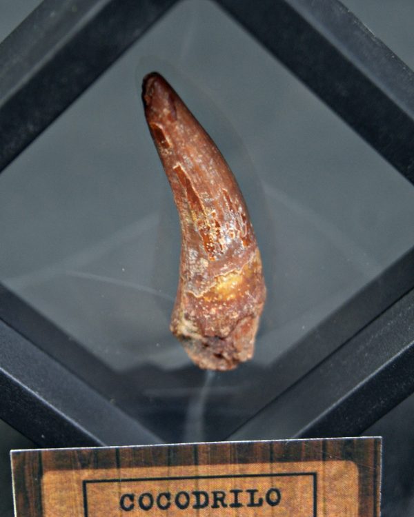 Cocodrilo – Valle de Kem Kem