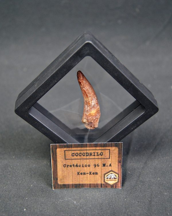 Cocodrilo – Valle de Kem Kem