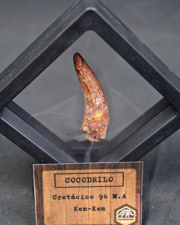 Cocodrilo – Valle de Kem Kem