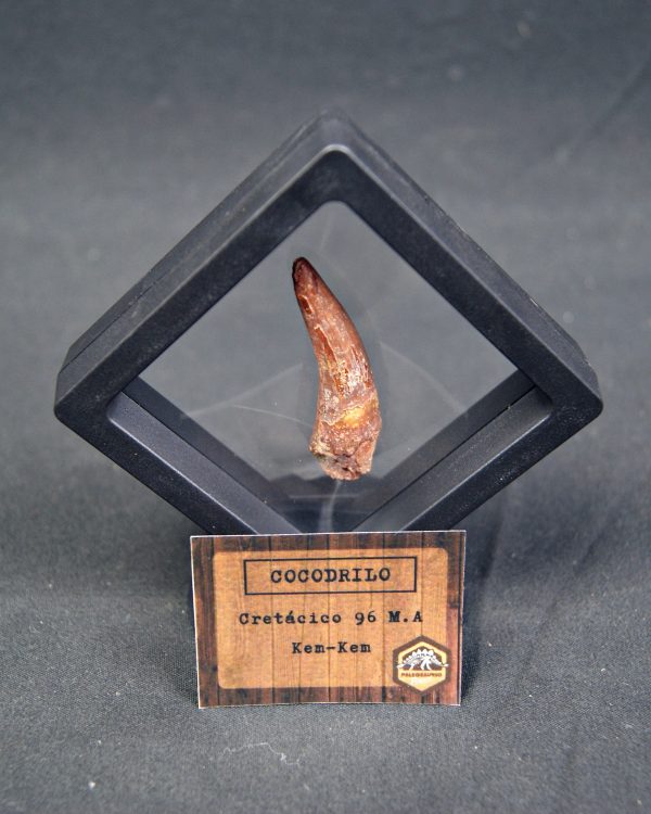 Cocodrilo – Valle de Kem Kem