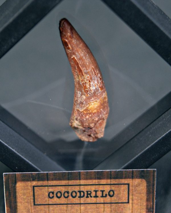 Cocodrilo – Valle de Kem Kem