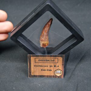 Cocodrilo – Valle de Kem Kem