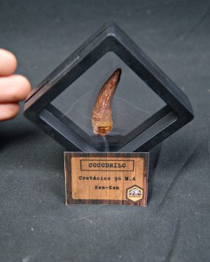 Cocodrilo – Valle de Kem Kem