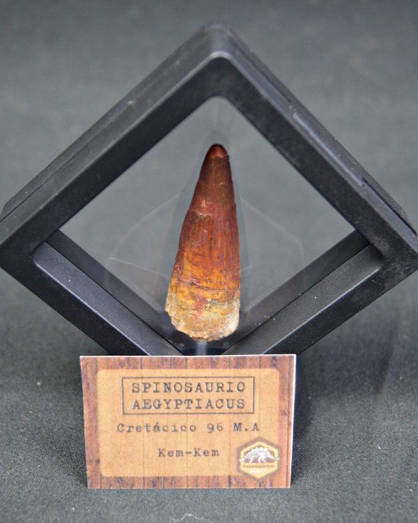 Spinosaurus aegyptiacus